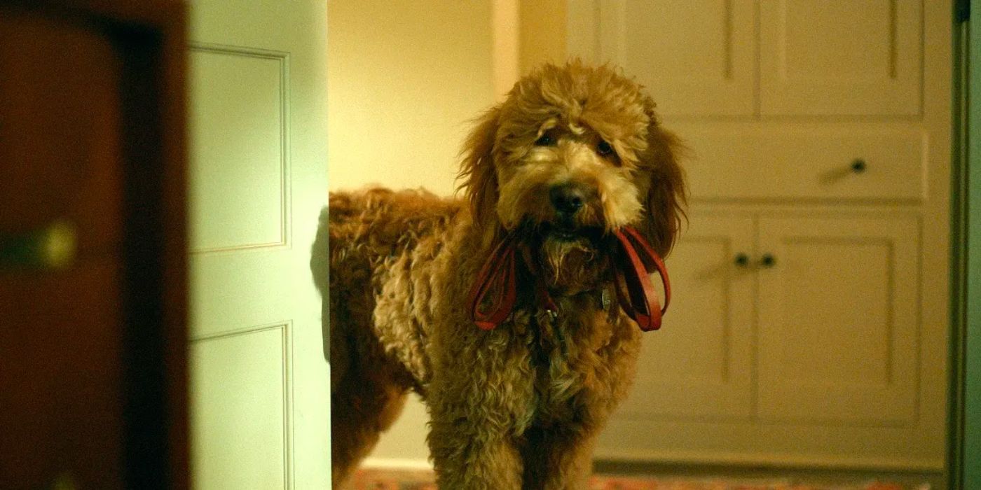 Six-Thirty has a leash in his mouth.