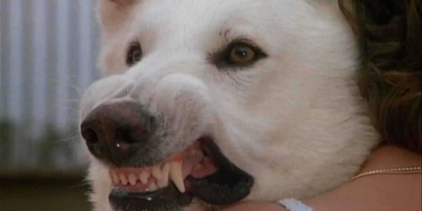 A killer dog attacks in White Dog.