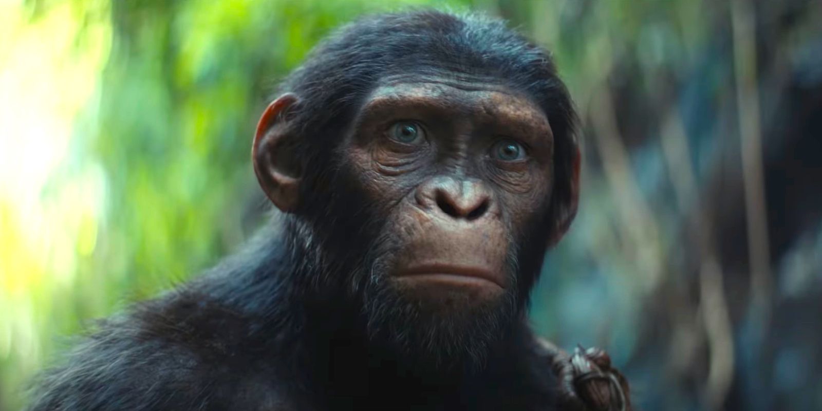 Cornelius looking worried in Kingdom of the Planet of the Apes
