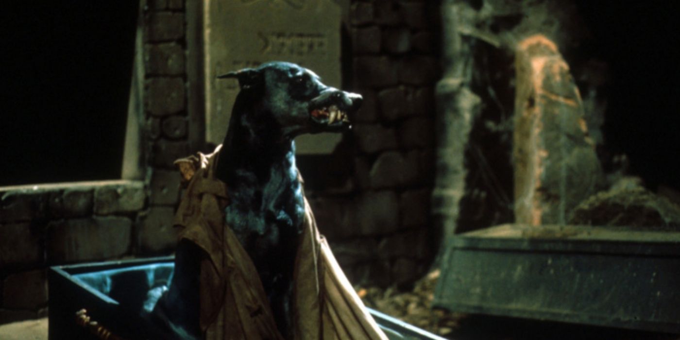 Zoltan em um caixão no cachorro do Drácula.