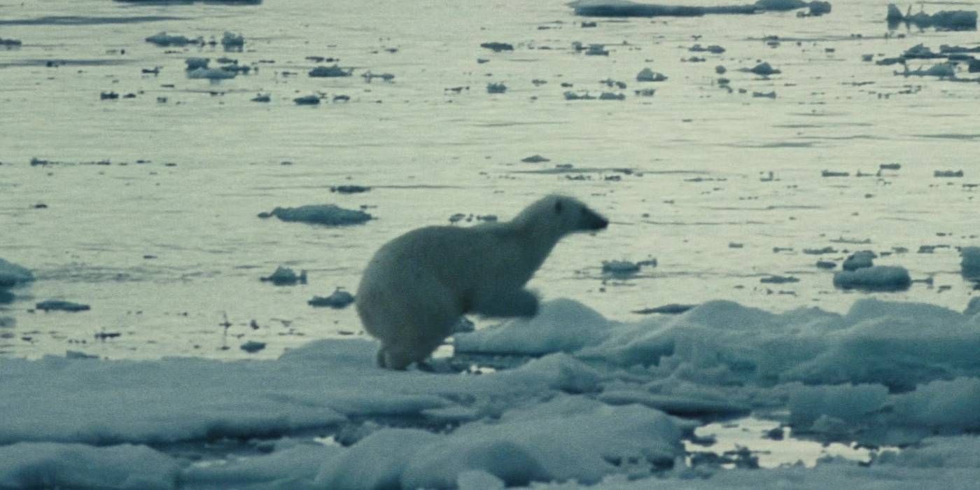 Un oso polar cruza el hielo en El Hombre de Acero
