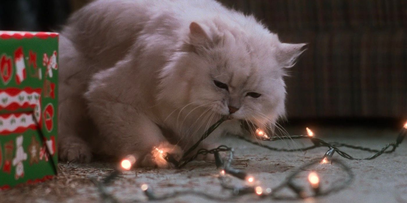 Aunt Bethany's cat chewing on Christmas lights