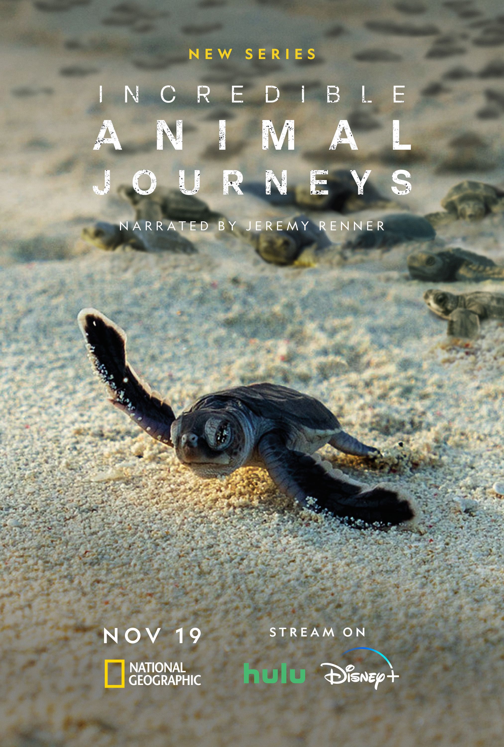 Incredible Animal Journeys Poster Feaaturing a Turtle Crawling on a Beach