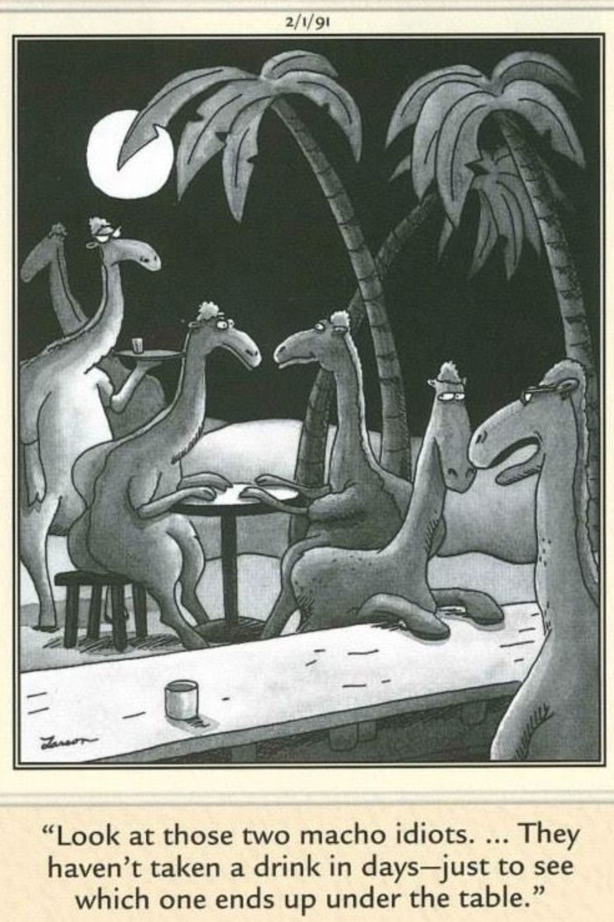 Camelos em uma competição para não beber em The Far Side.