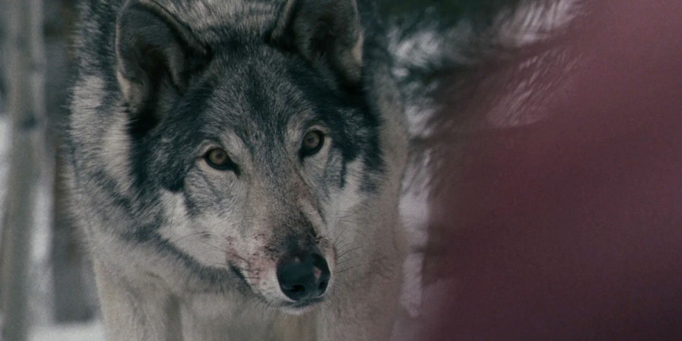 A real wolf in the woods in Frozen
