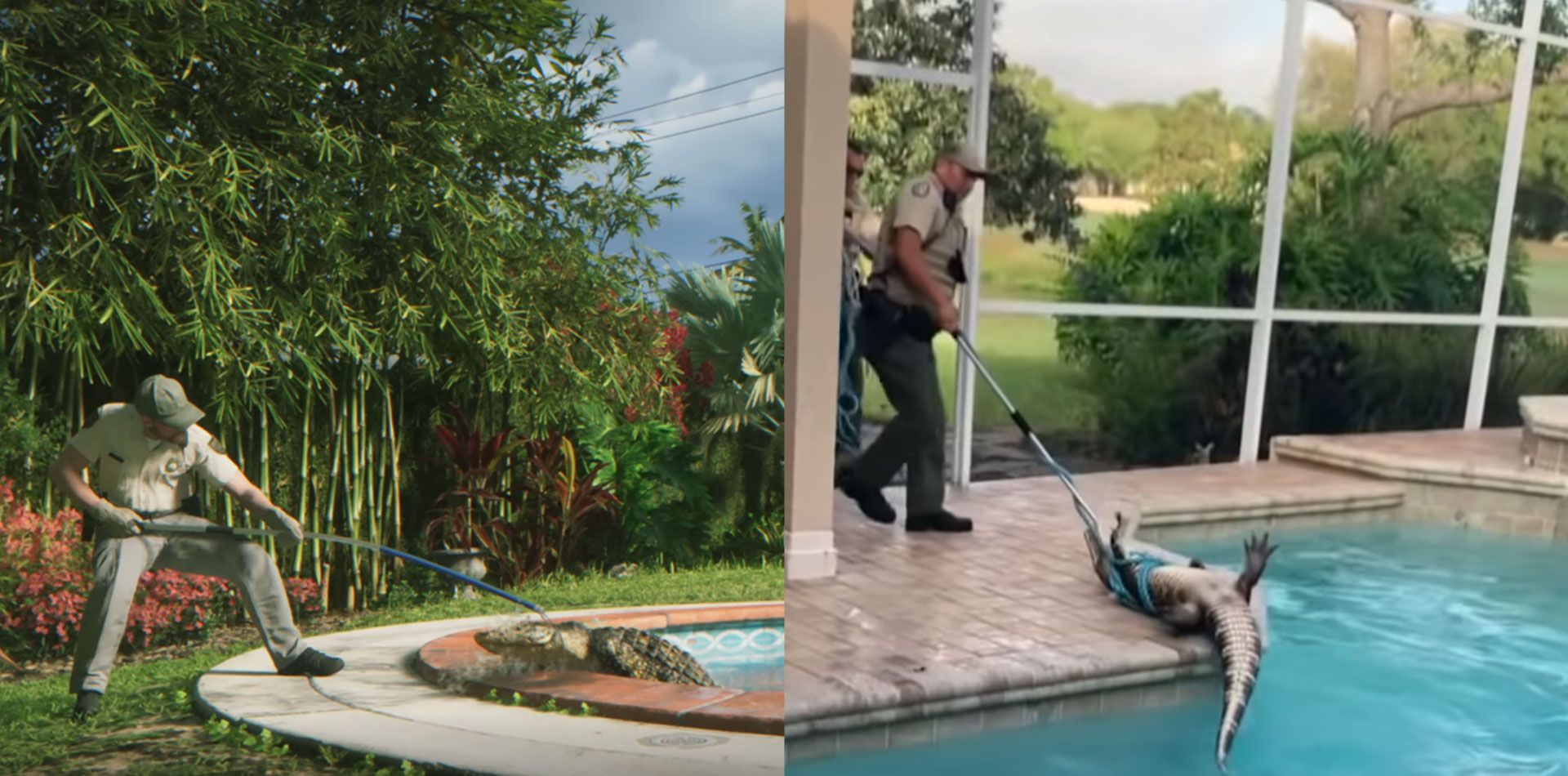 Man pulling an alligator out of a pool. 