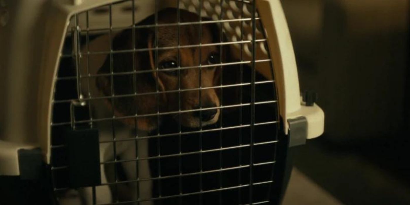 12 Things You Didn't Know About John Wick's Dogs