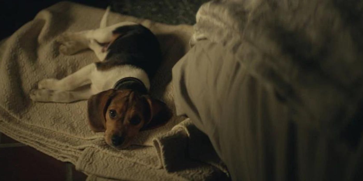 12 Things You Didn't Know About John Wick's Dogs