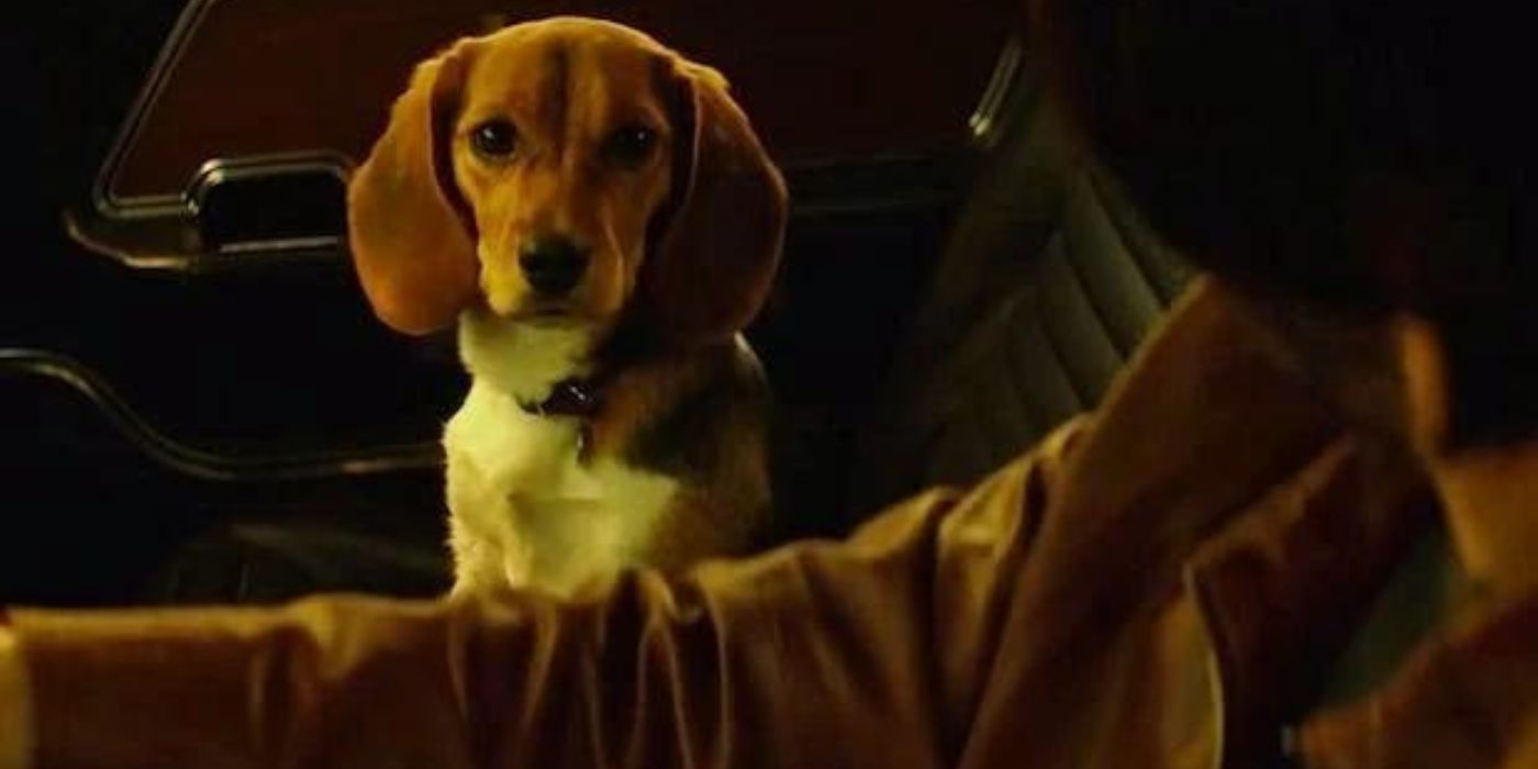 12 Things You Didn't Know About John Wick's Dogs