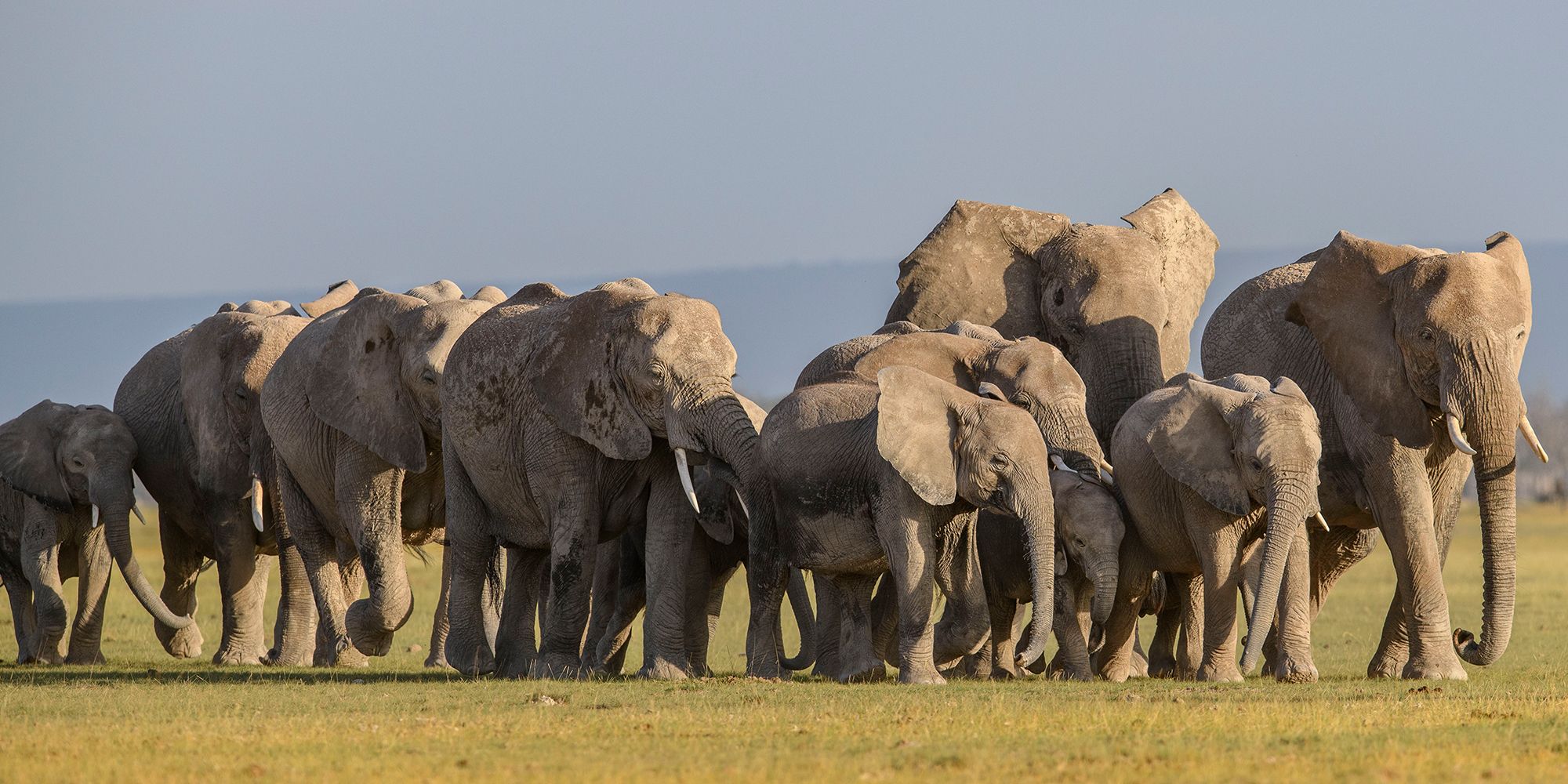 Elephants roam the savanna in National Geographic's Queens