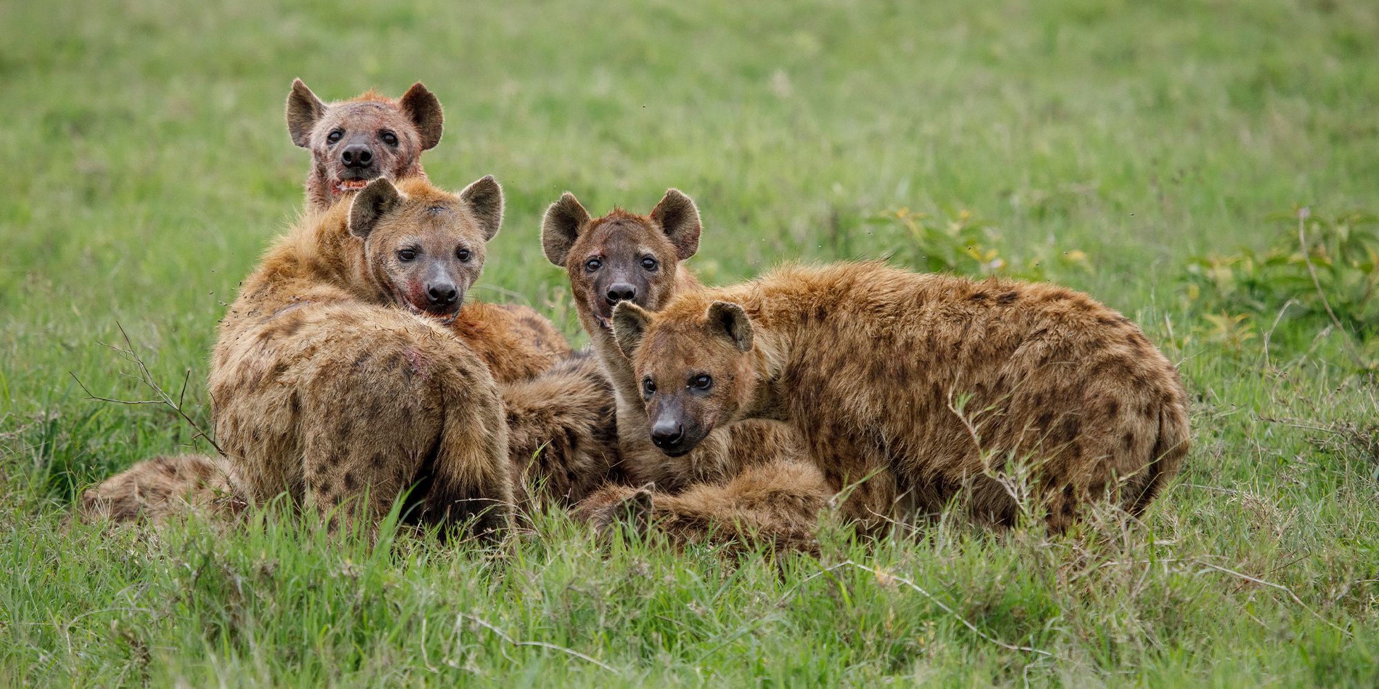 Hyenas National Geographic Queens