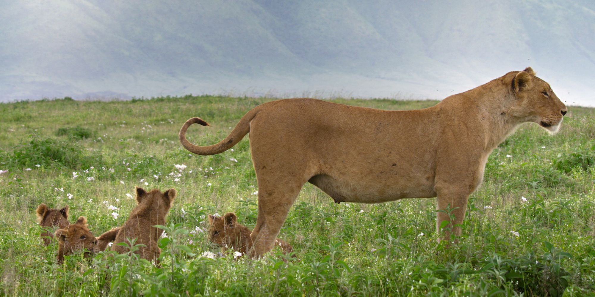 Lion National Geographic Queens