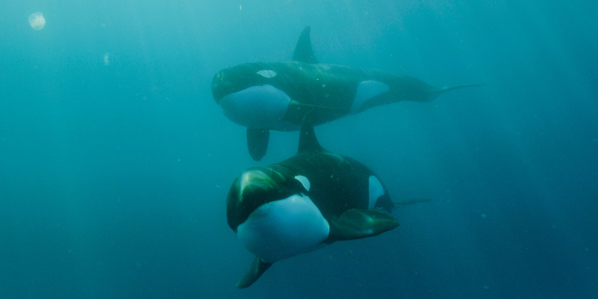 Orcas National Geographic Queens
