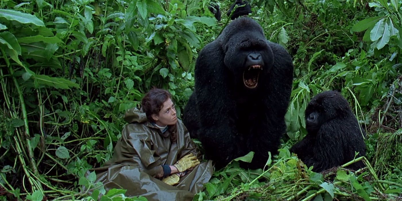 Sigourney Weaver in the jungle with two gorillas in Gorillas in the Mist