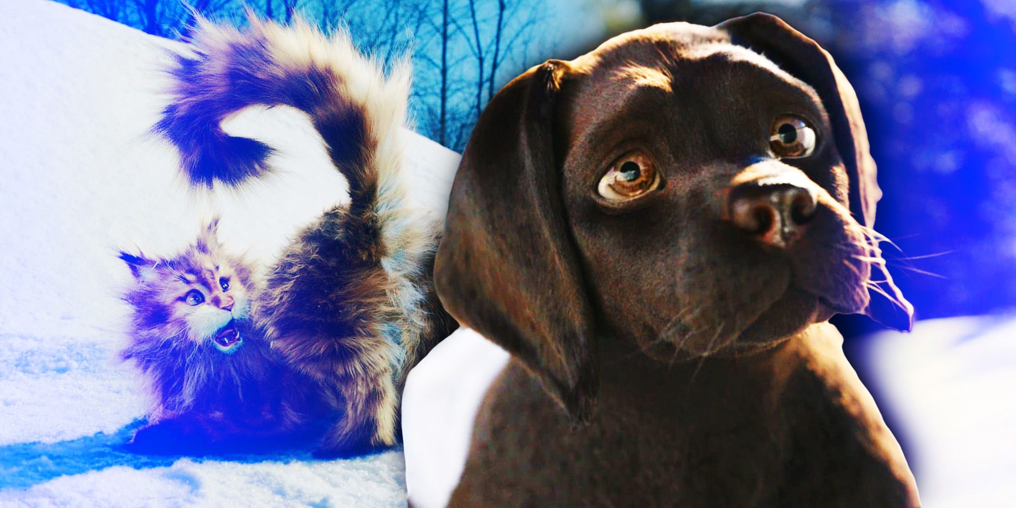 Split image of Diva and Chichi from the movie Cat & Dog