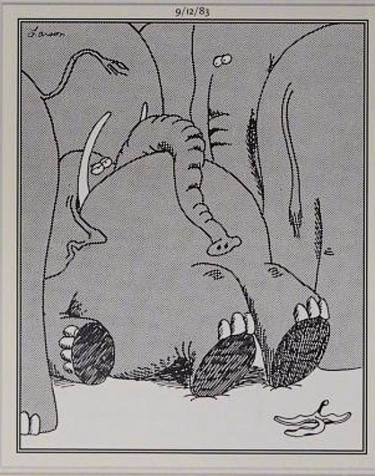 Far Side, elephant slips on a banana peel
