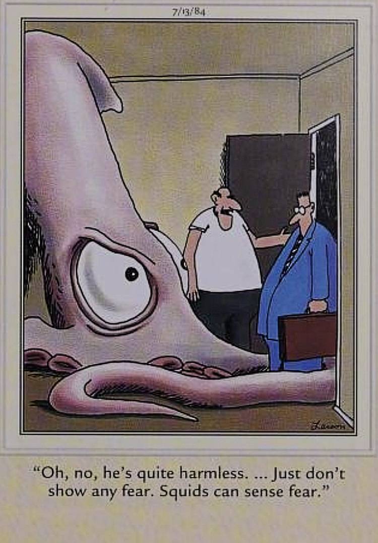 Far Side, squids can sense fear