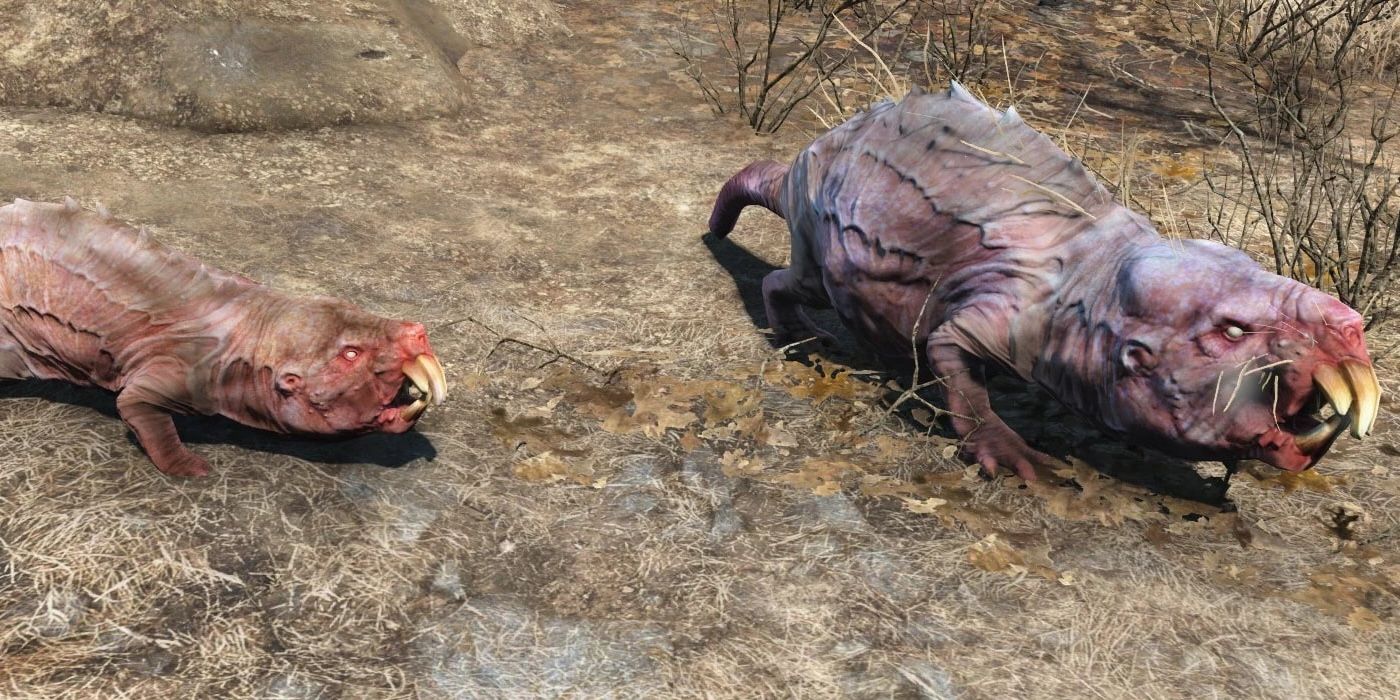 Mole rats snarling in Fallout.