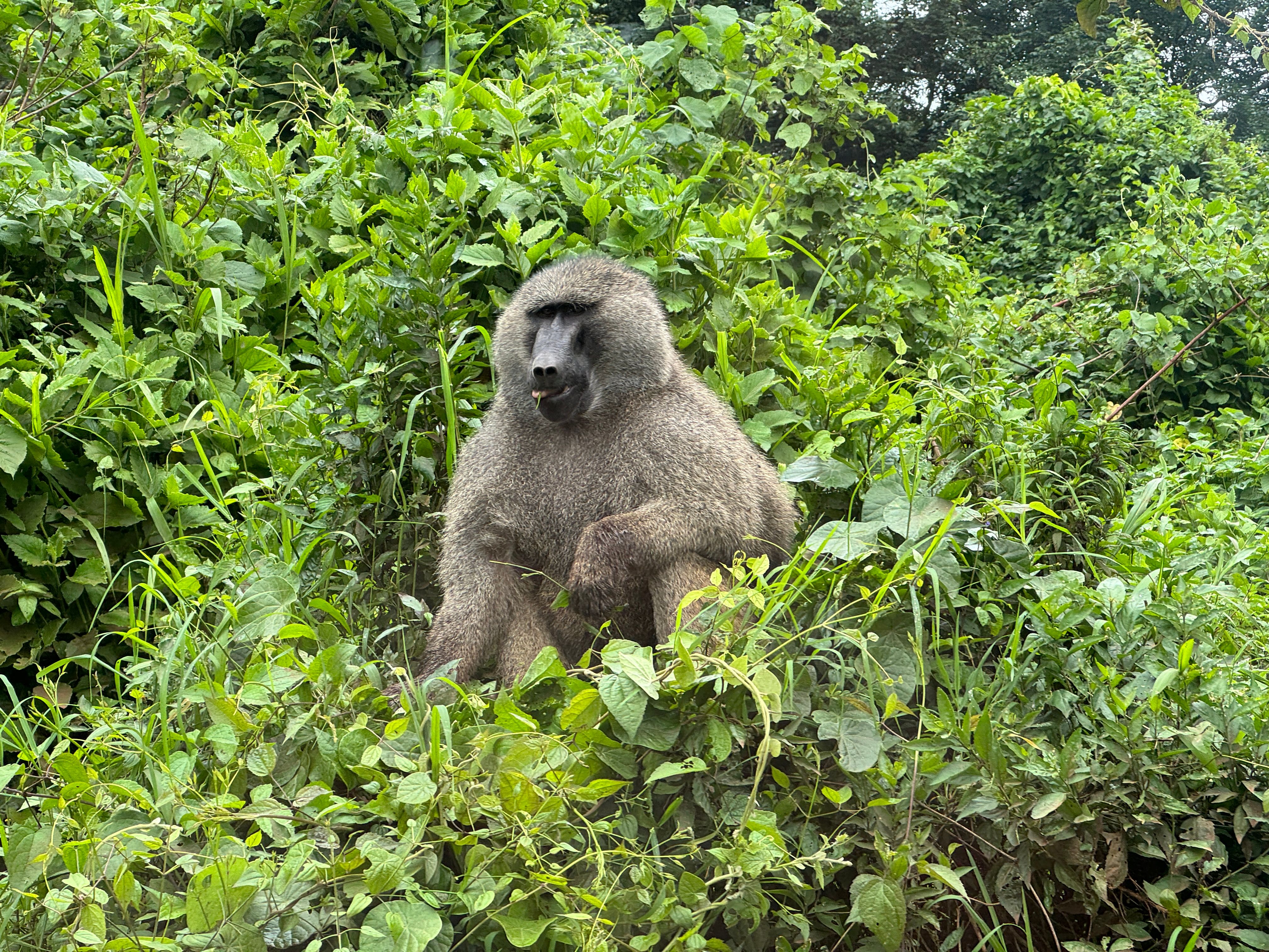 Nat Geo Tanzania Ngorongoro Crater Safari Baboon in Tree