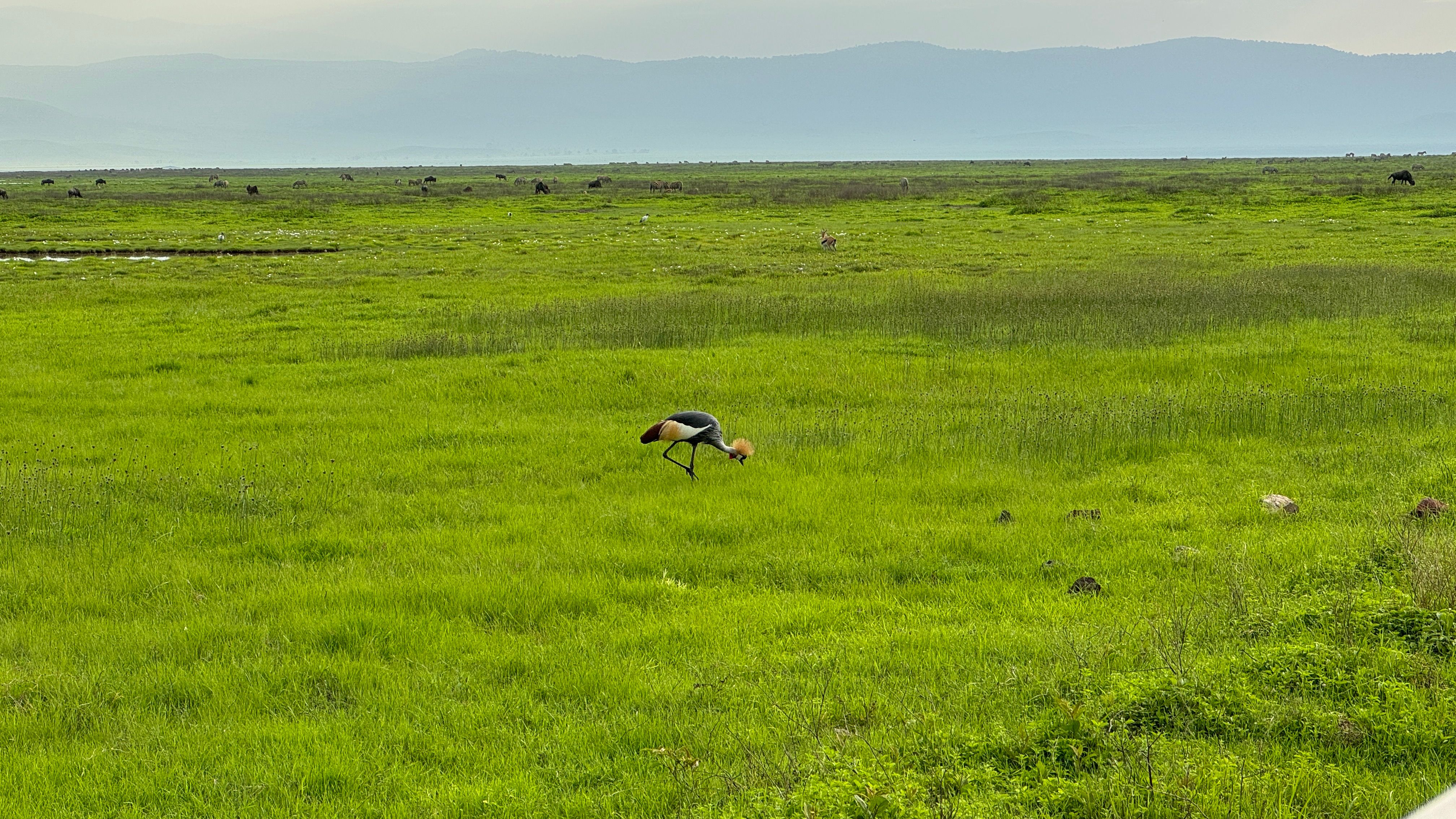 Nat Geo Tanzania Ngorongoro Crater Safari Black Crowned Crane