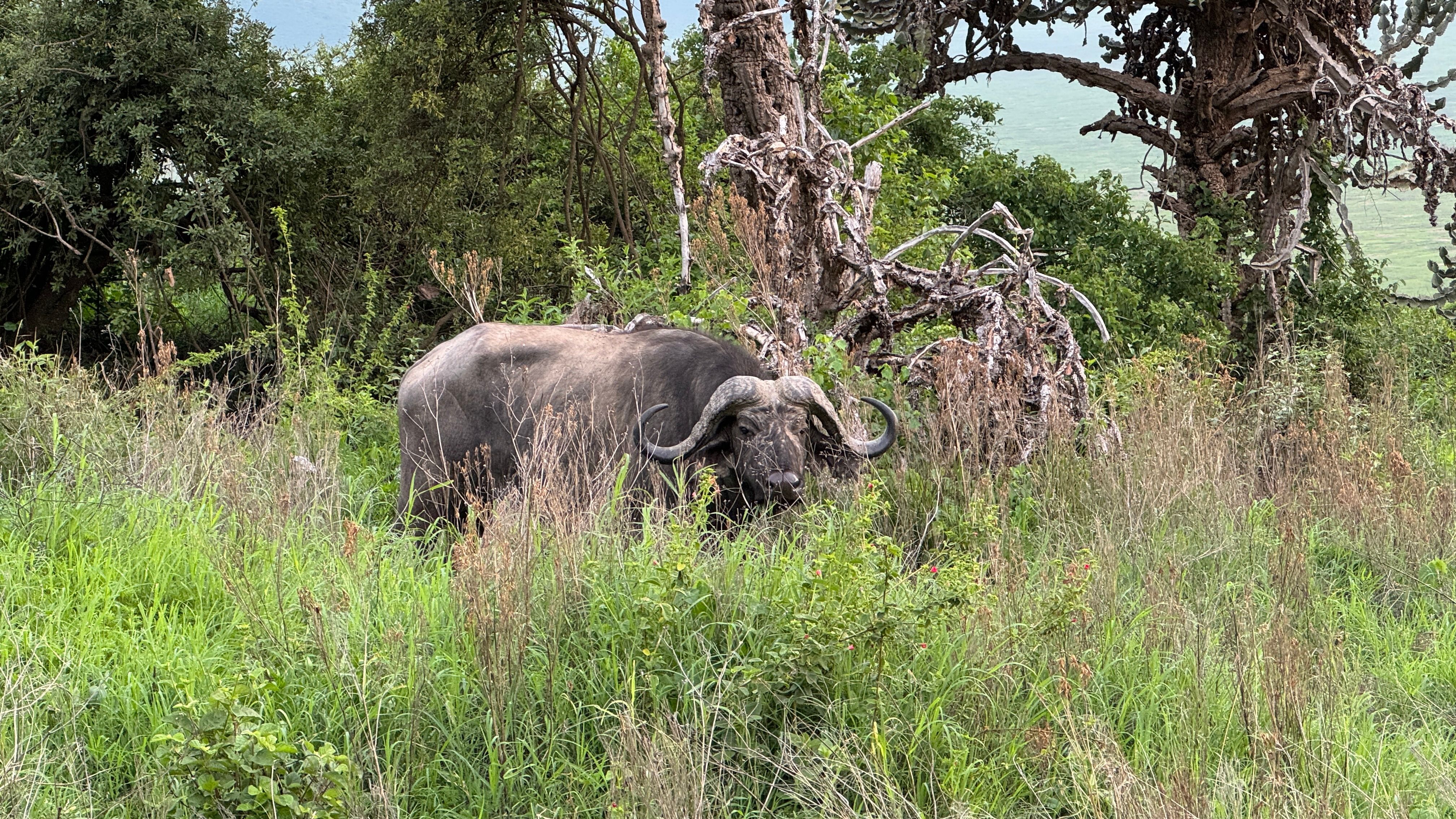 Nat Geo Tanzania Ngorongoro Crater Safari Buffalo