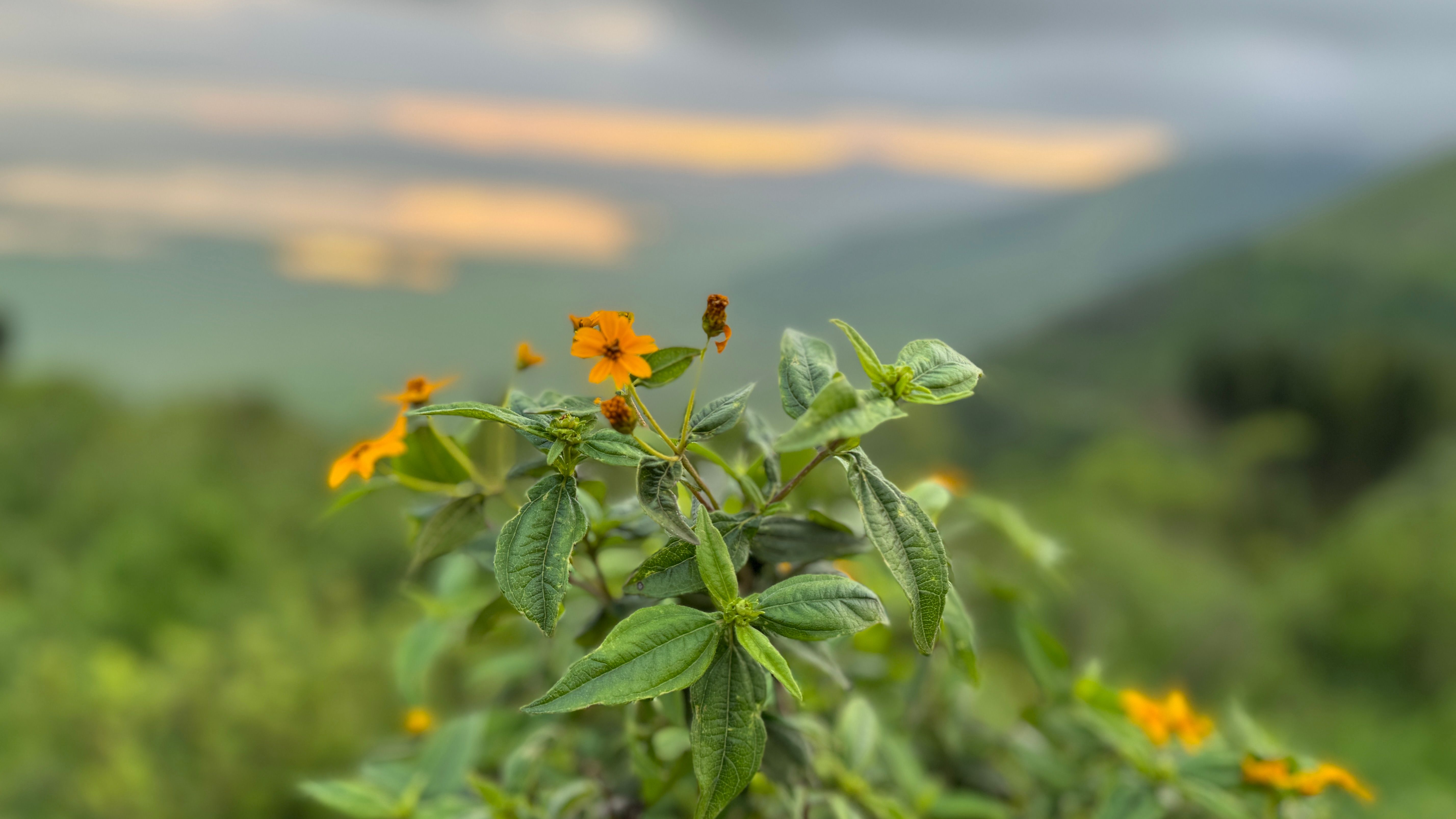 Nat Geo Tanzania Ngorongoro Crater Safari Flower
