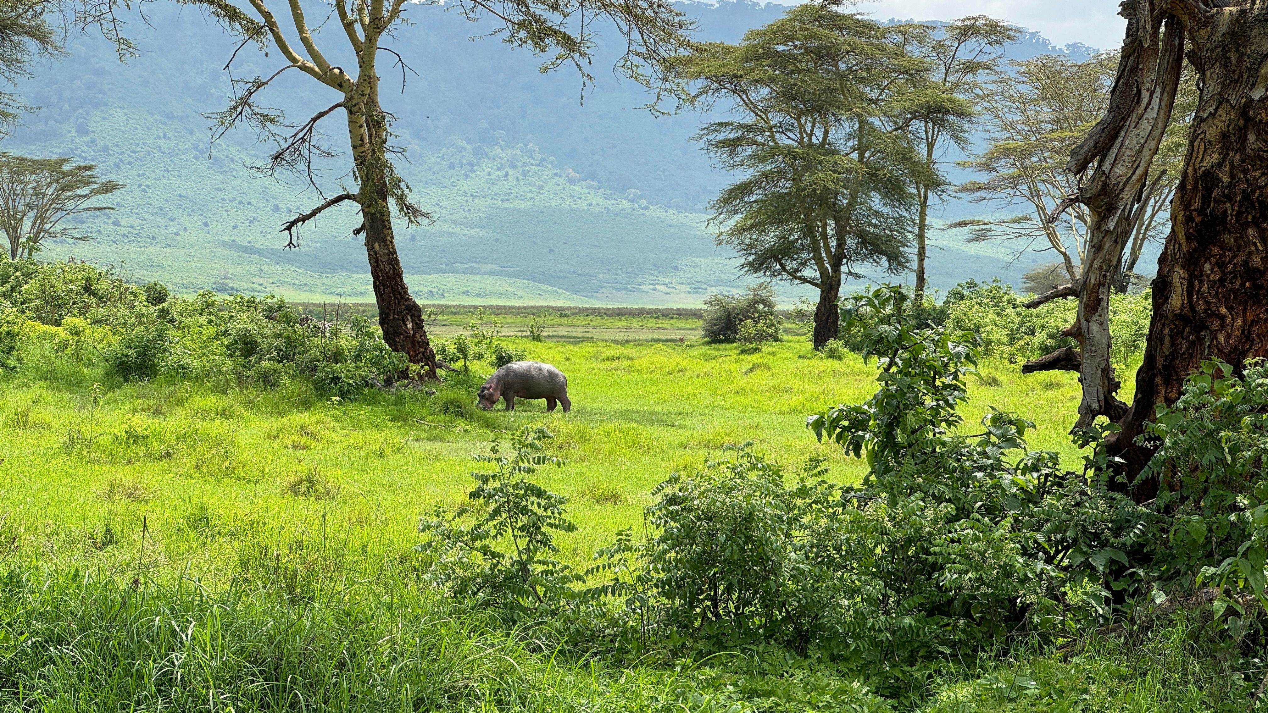 Nat Geo Tanzania Ngorongoro Crater Safari Hippo