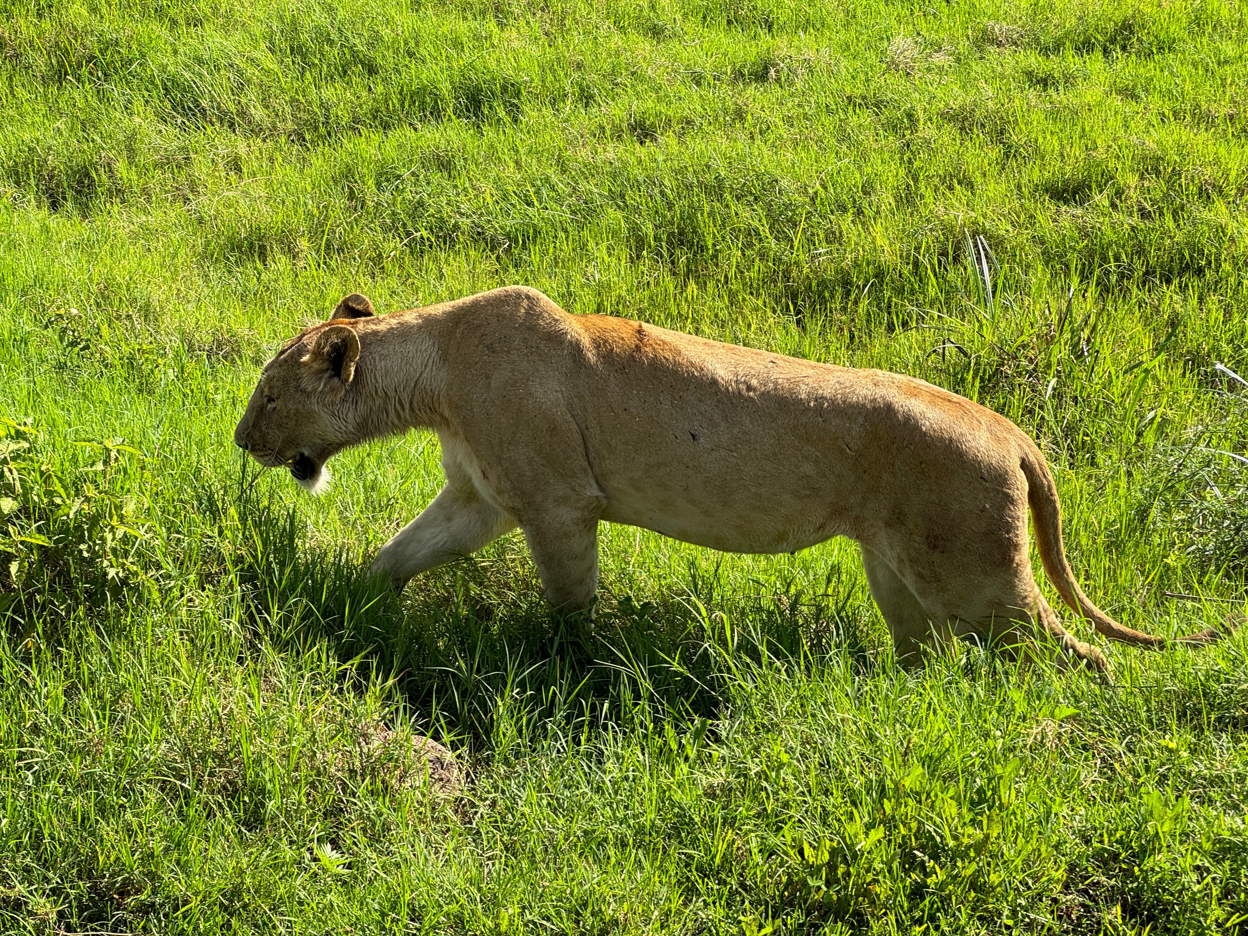 Nat Geo Tanzania Ngorongoro Crater Safari Lion