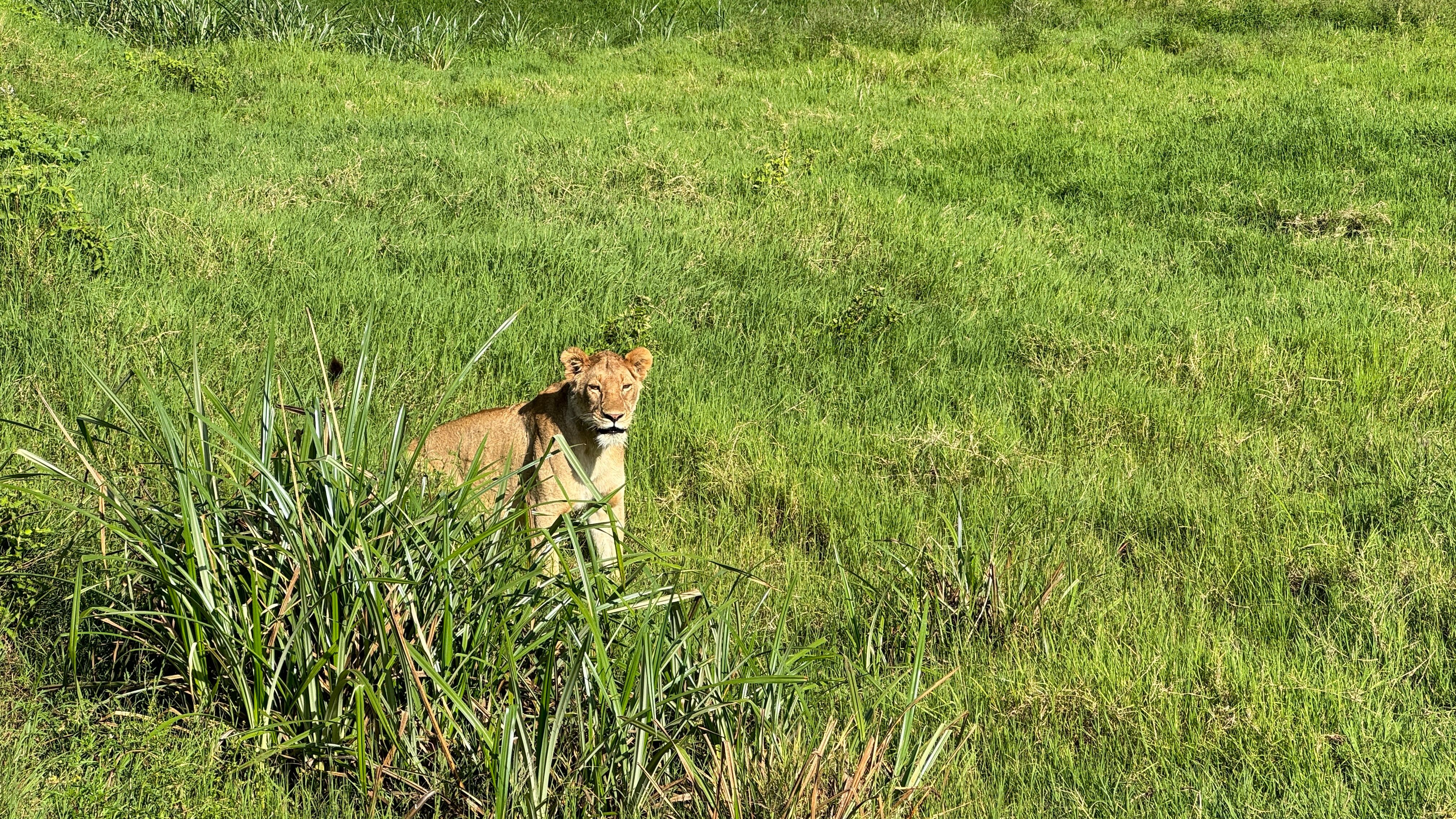 Nat Geo Tanzania Ngorongoro Crater Safari Lioness
