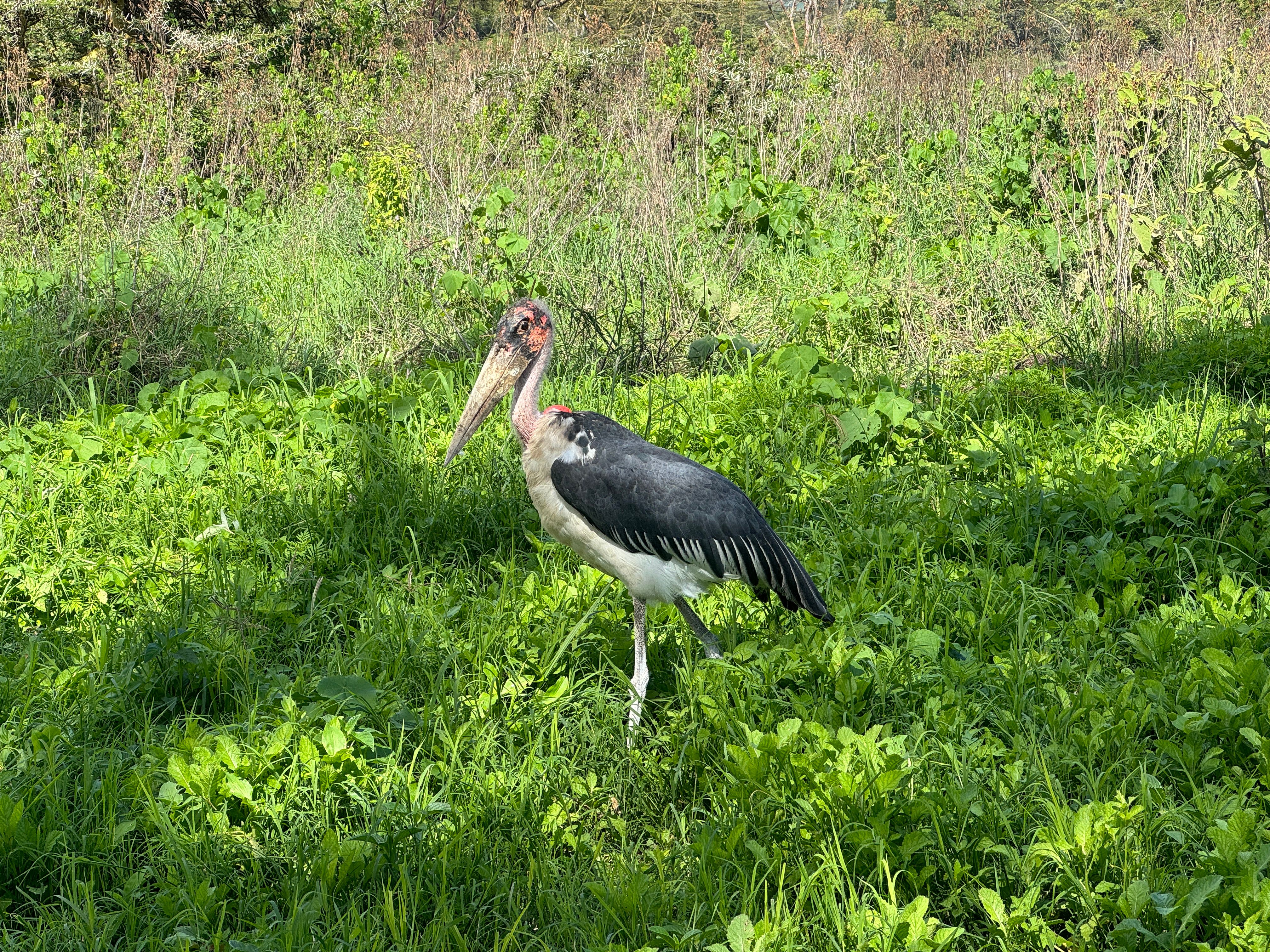 Nat Geo Tanzania Ngorongoro Crater Safari Marabou Stork