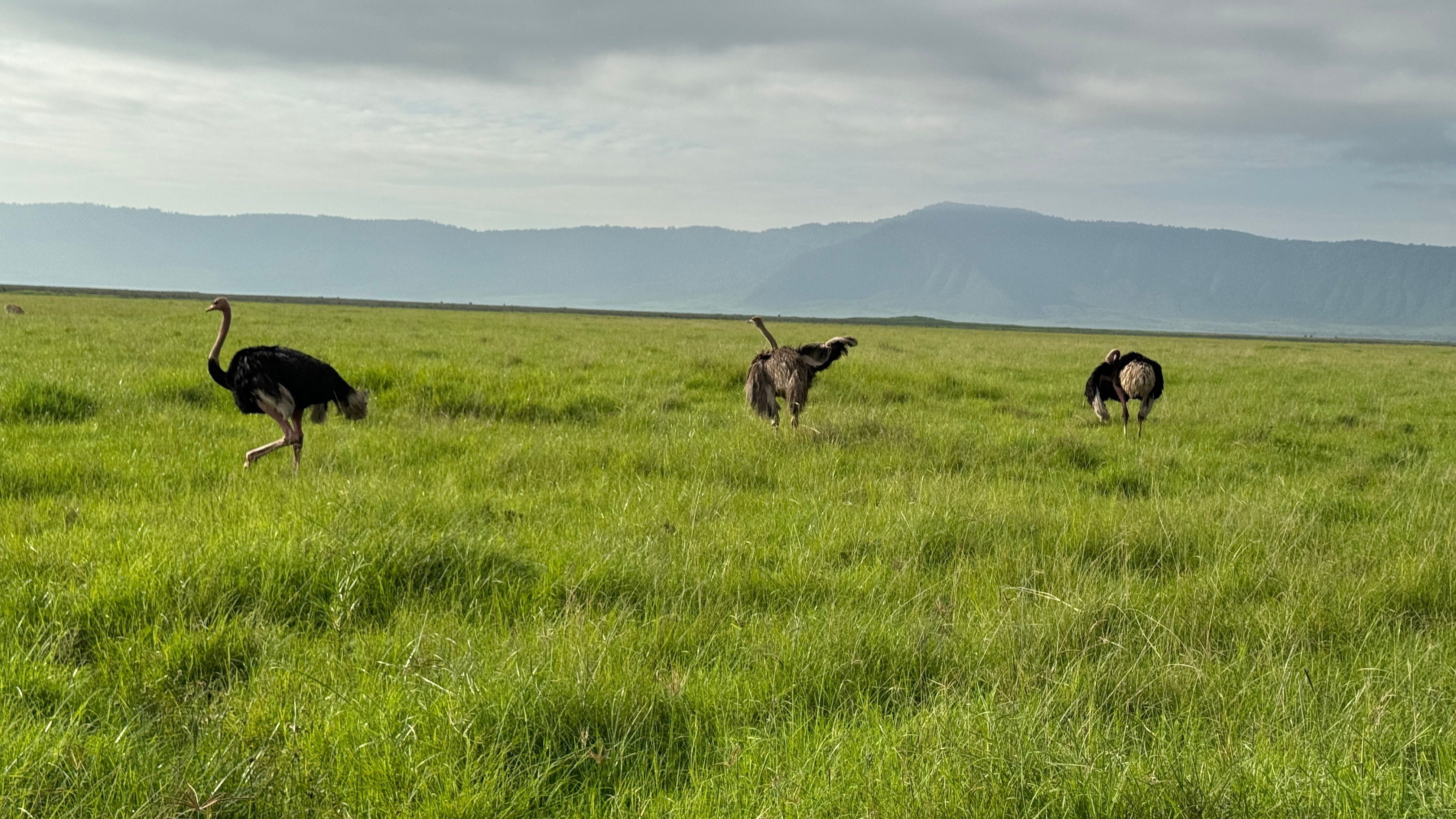 Nat Geo Tanzania Ngorongoro Crater Safari Ostriches