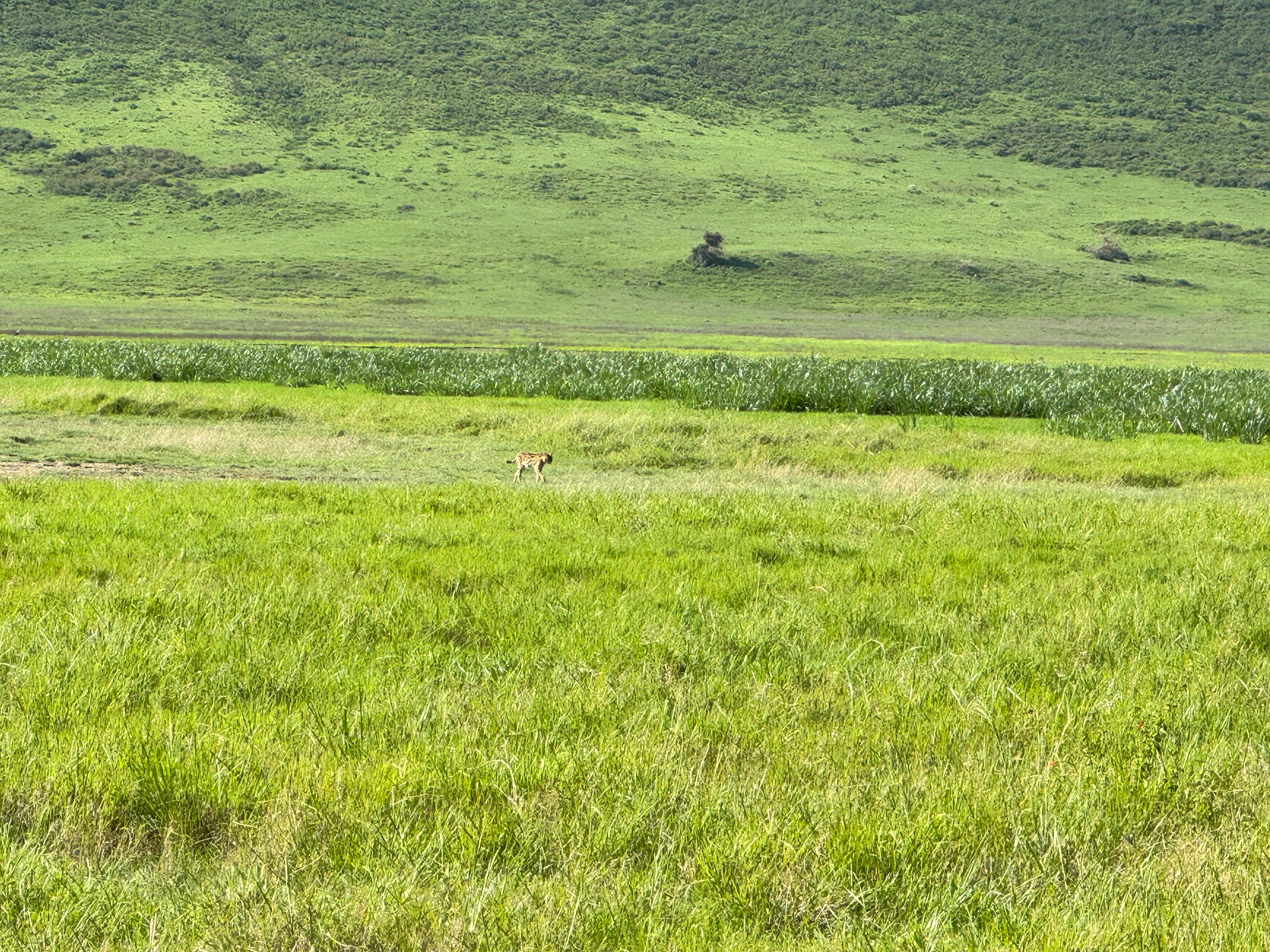 Nat Geo Tanzania Ngorongoro Crater Safari Serval