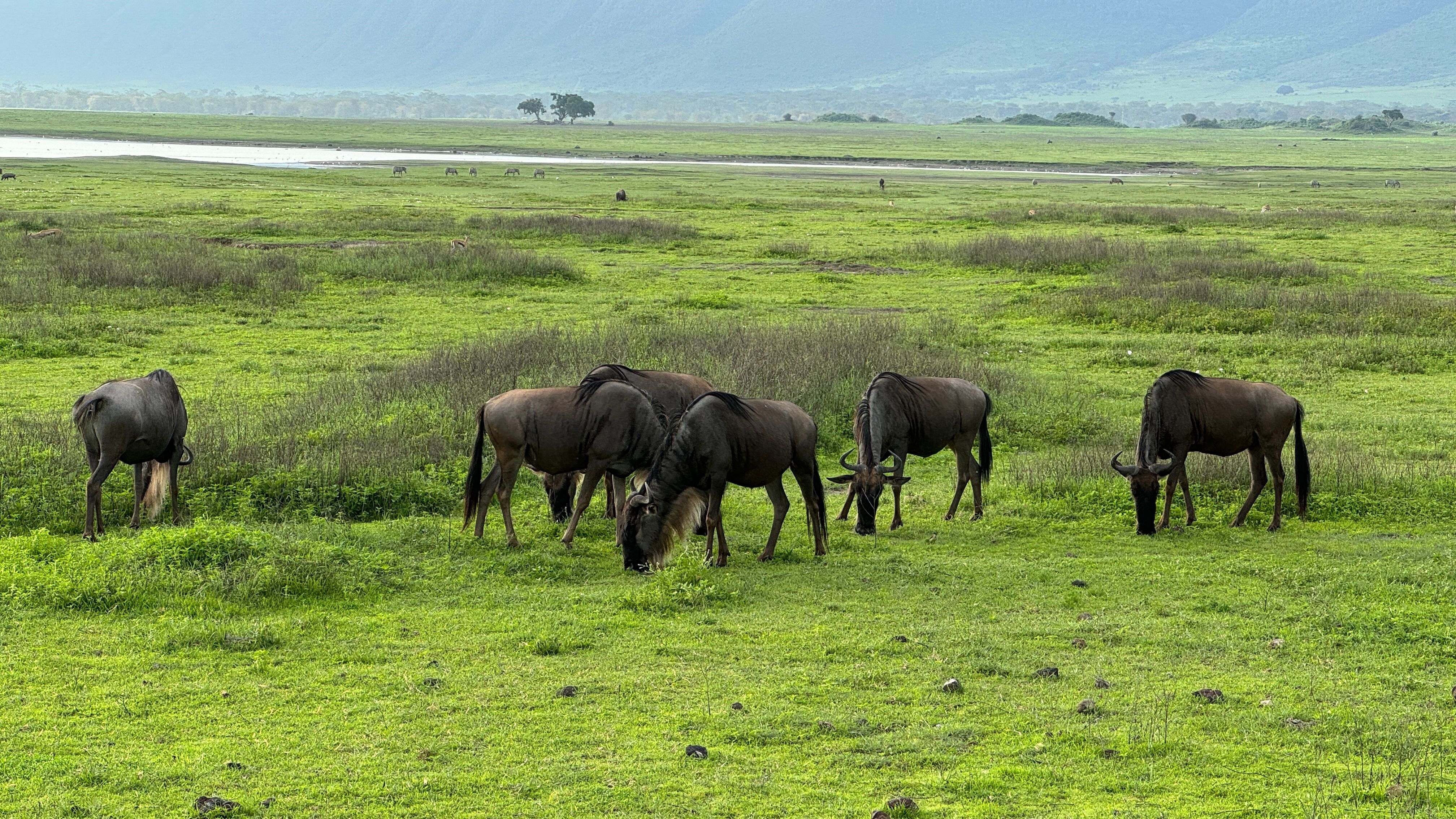 Nat Geo Tanzania Ngorongoro Crater Safari Wildebeest