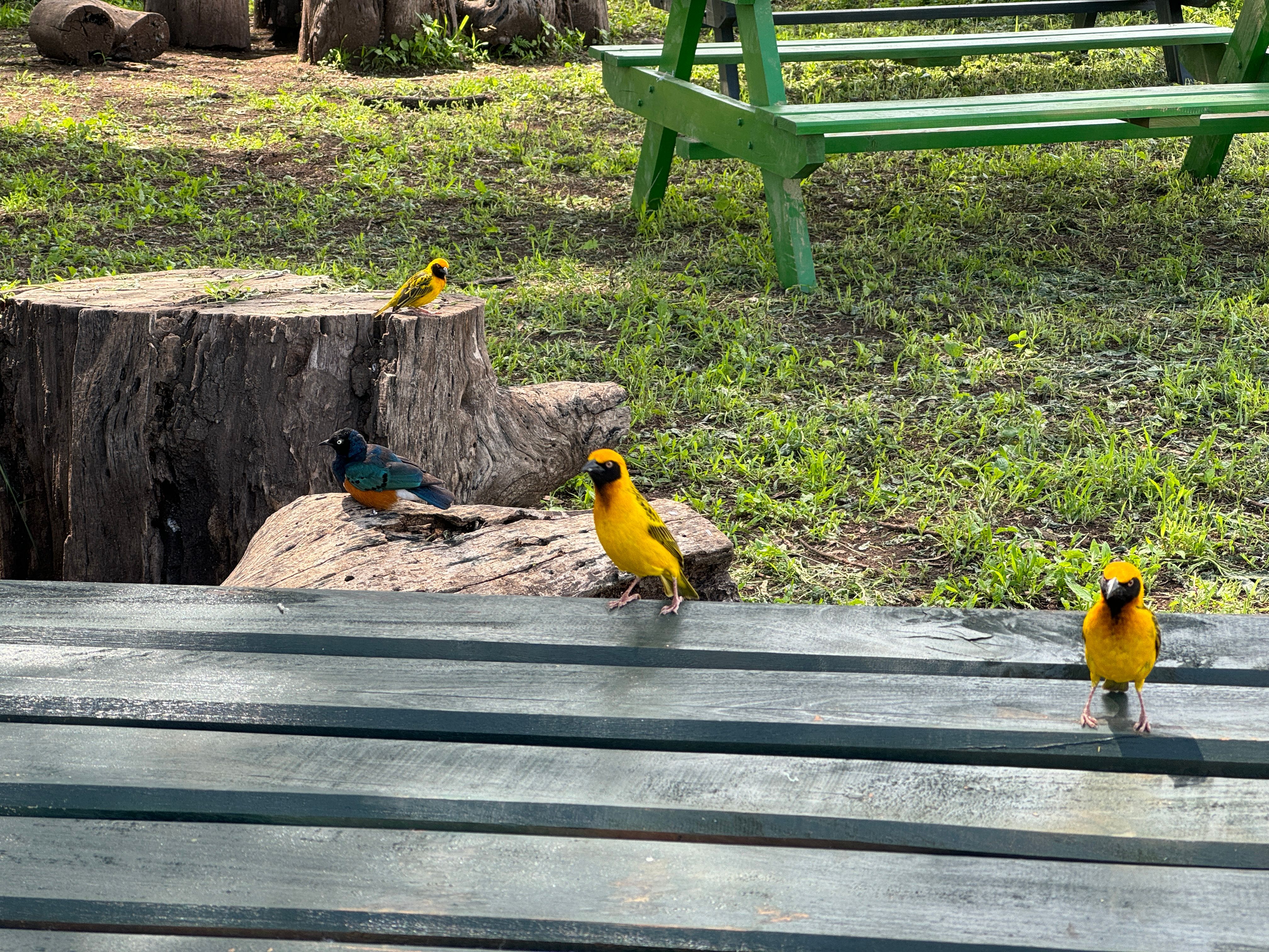 Nat Geo Tanzania Ngorongoro Crater Safari yellow Weavers