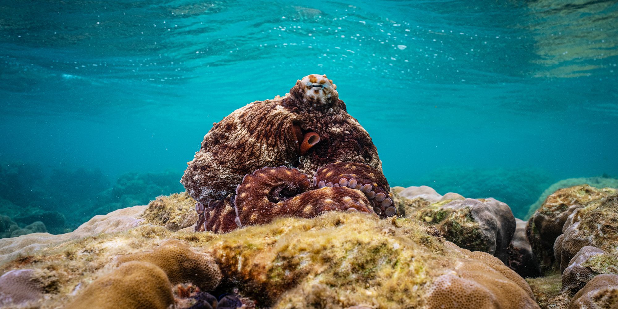 A Day octopus (Octopus Cyanea) perched on corals on the Great Barrier Reef