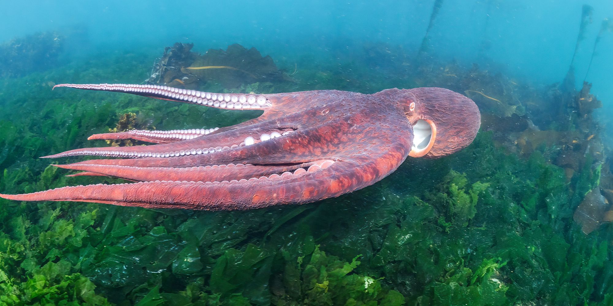 A Giant Pacific octopus (Enteroctopus dofleini) jet propels over kelp in shallow waters off Vancouver Island Secrets of the Octopus