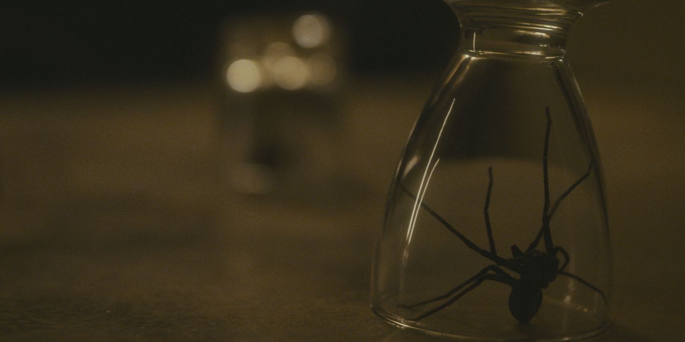A spider trapped in a cup in Infested