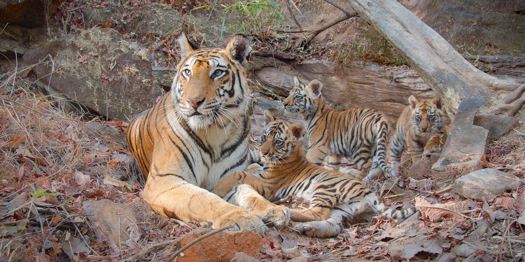 Tiger Directors Mark Linfield & Vanessa Berlowitz On Making A Nature Doc You Haven’t Seen Before