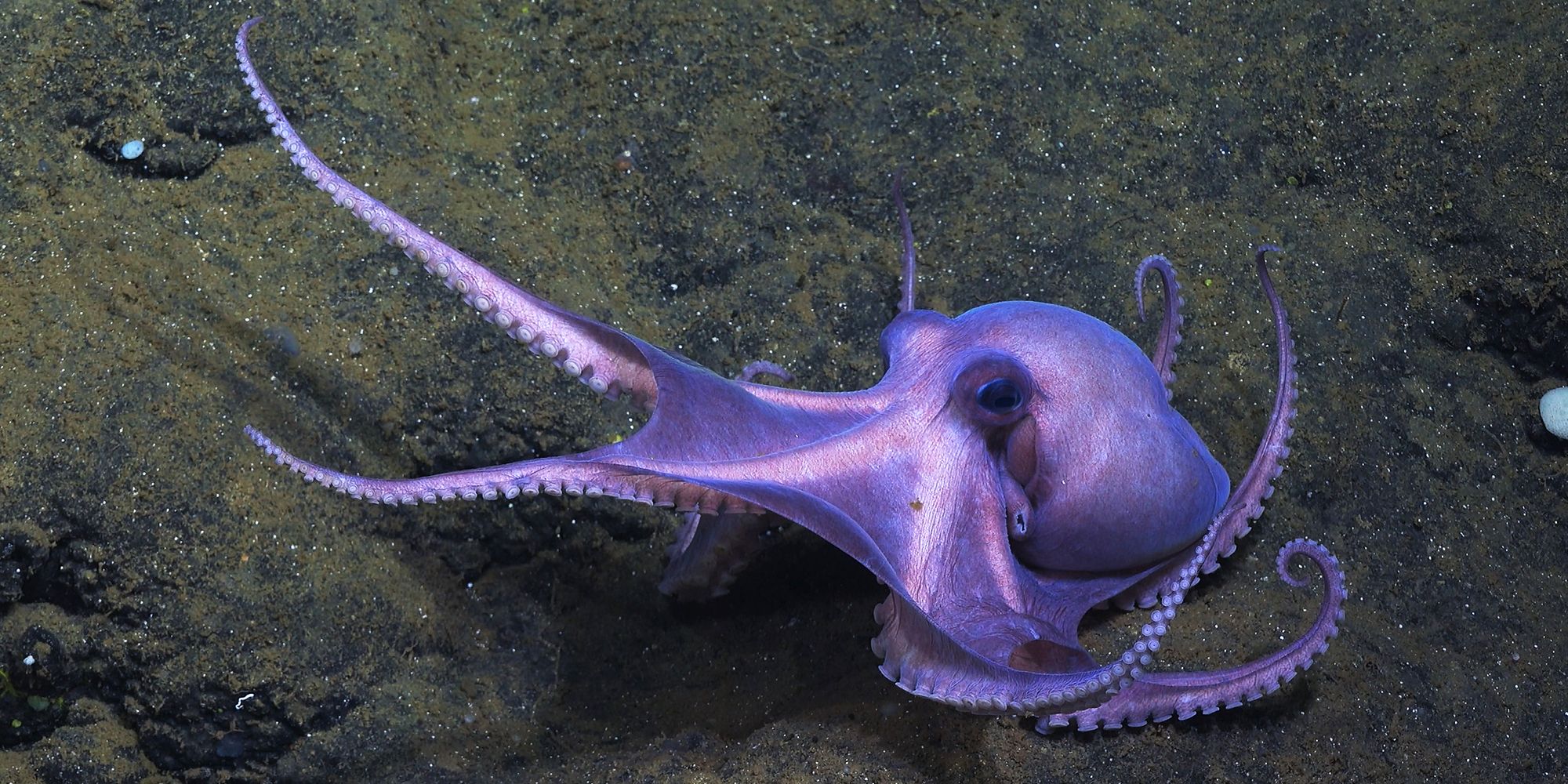 Dorado Octopus arms reaching out Secrets of the Octopus