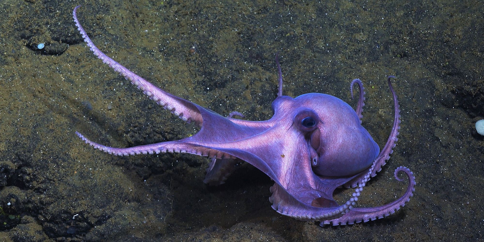 Secrets Of The Octopus Filmmakers Answer Whether Octopuses Could Rule ...