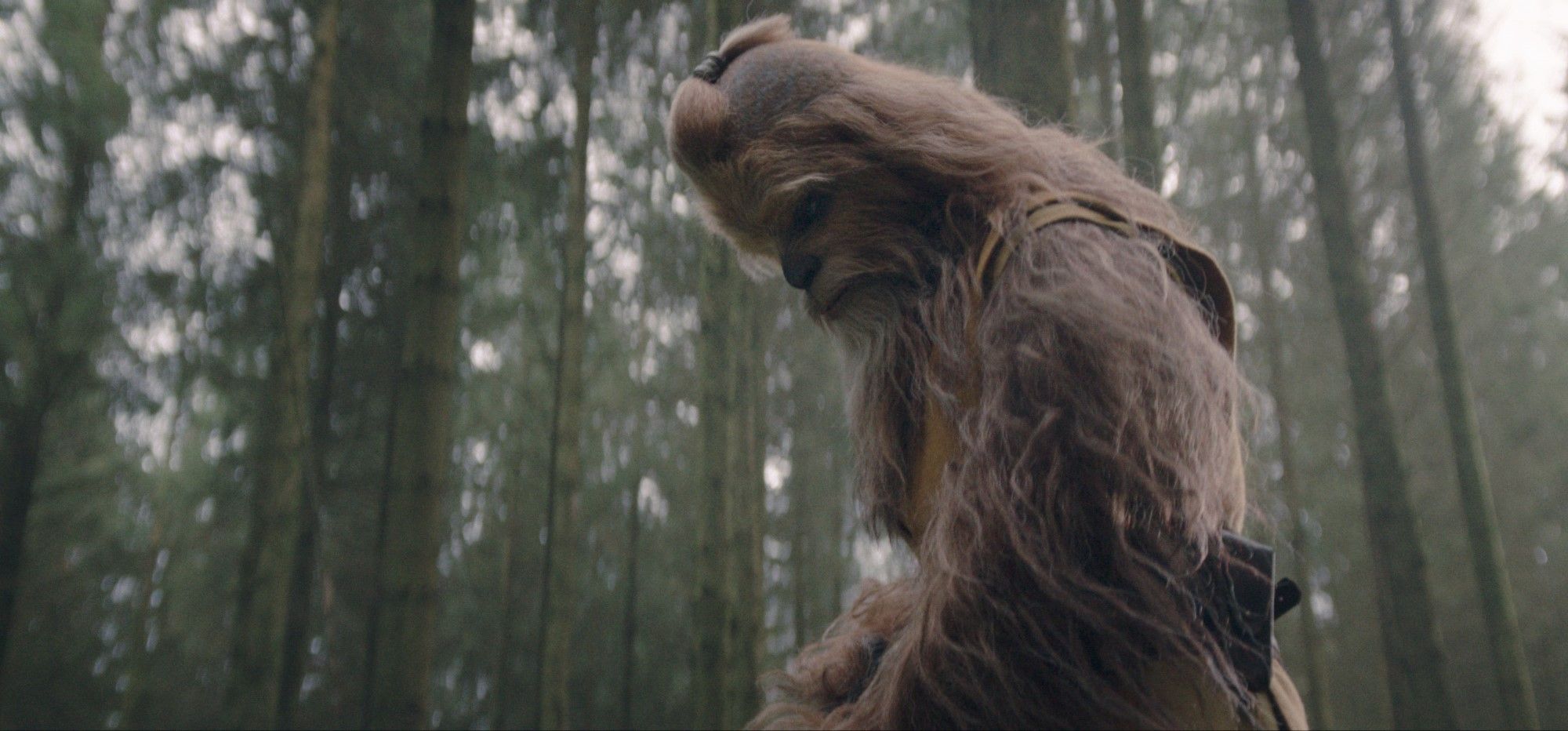 Mestre Jedi Kelnacca (Joonas Suotamo) olha para o chão em uma floresta em Star Wars: The Acolyte