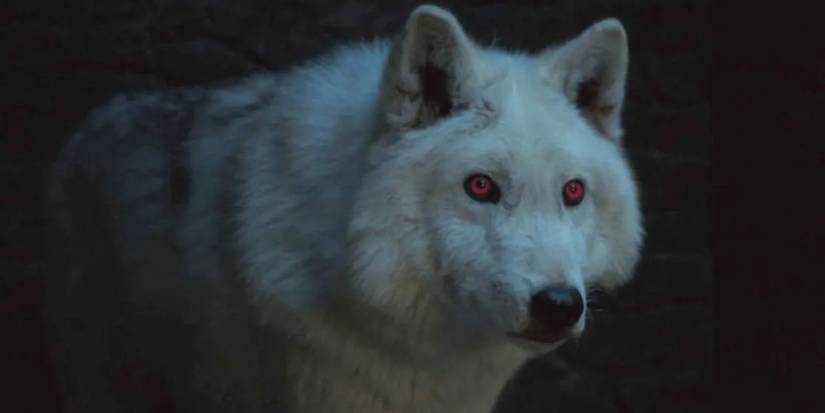 Ghost direwolf Game of Thrones