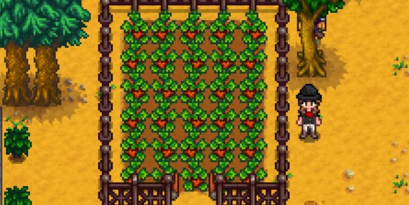 A Farmer standing next to a field of Strawberry plants in Stardew Valley.