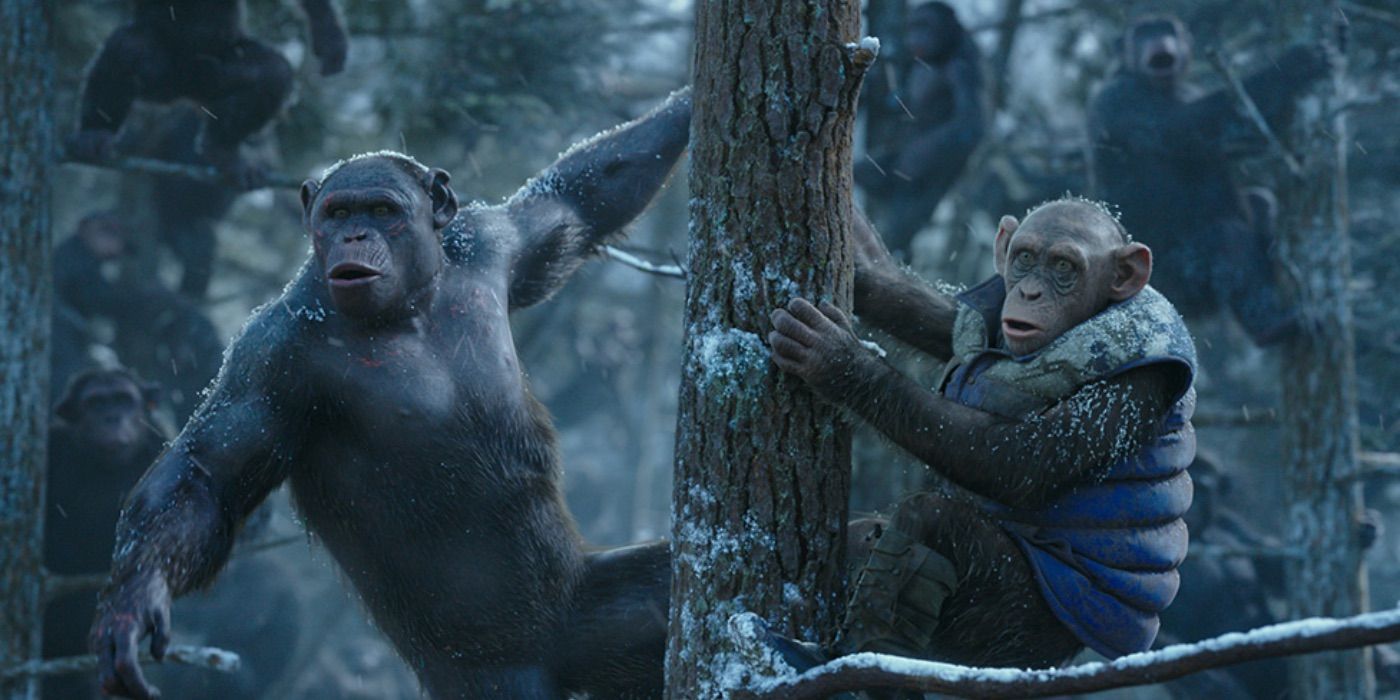 Kingdom Of The Planet Of The Apes Director Reacts To Real Ape Intelligence Breakthrough