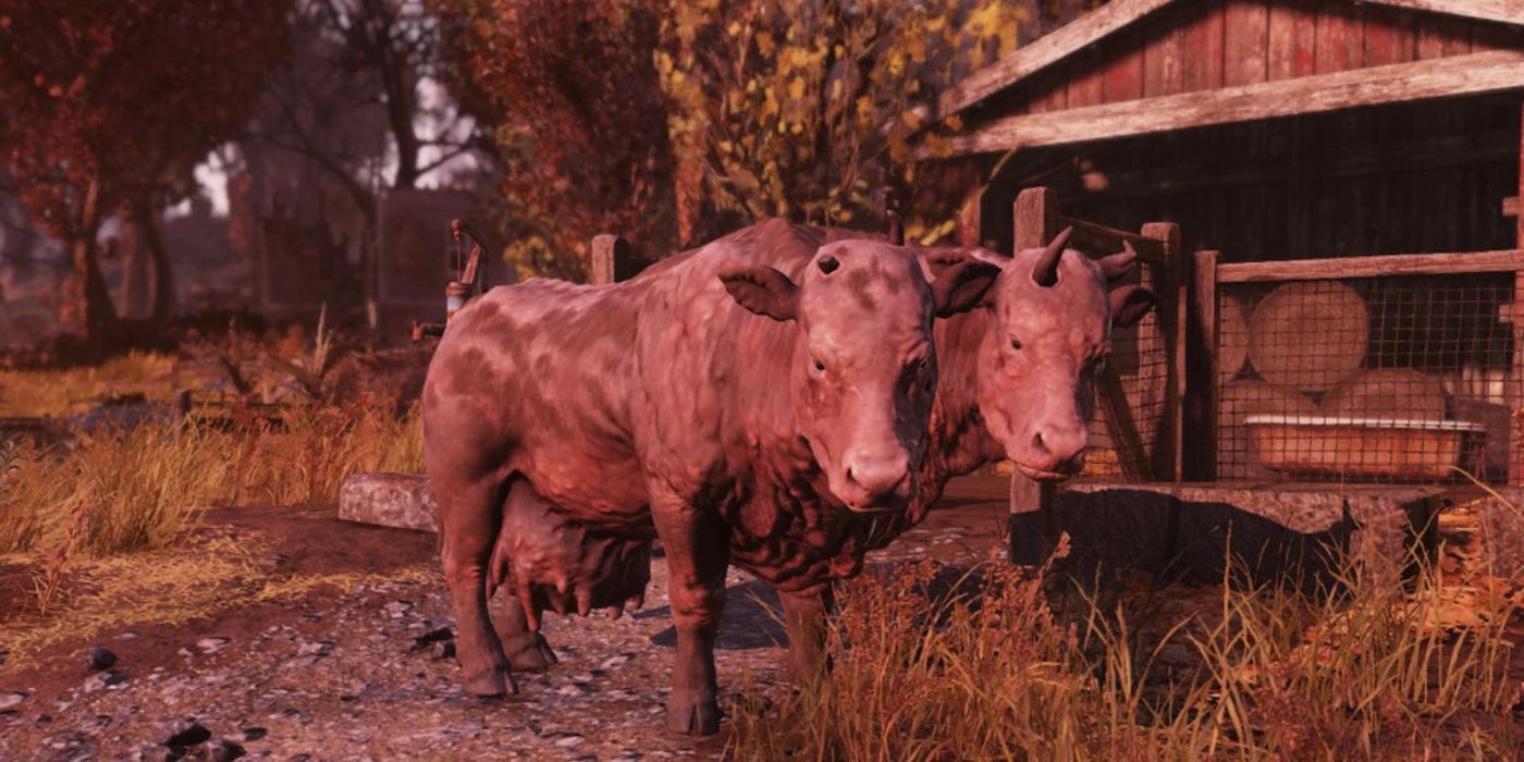 Vaca brâmane mutante de duas cabeças em Fallout 76.