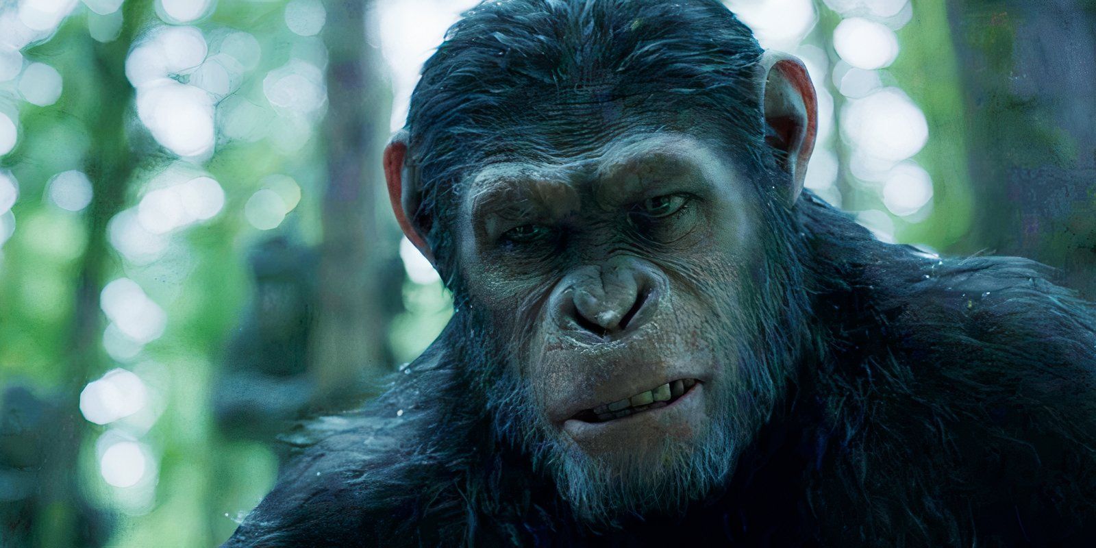 "So Realistic": Matt Reeves' First Planet Of The Apes Movie Gets High Praise From Ape Expert
