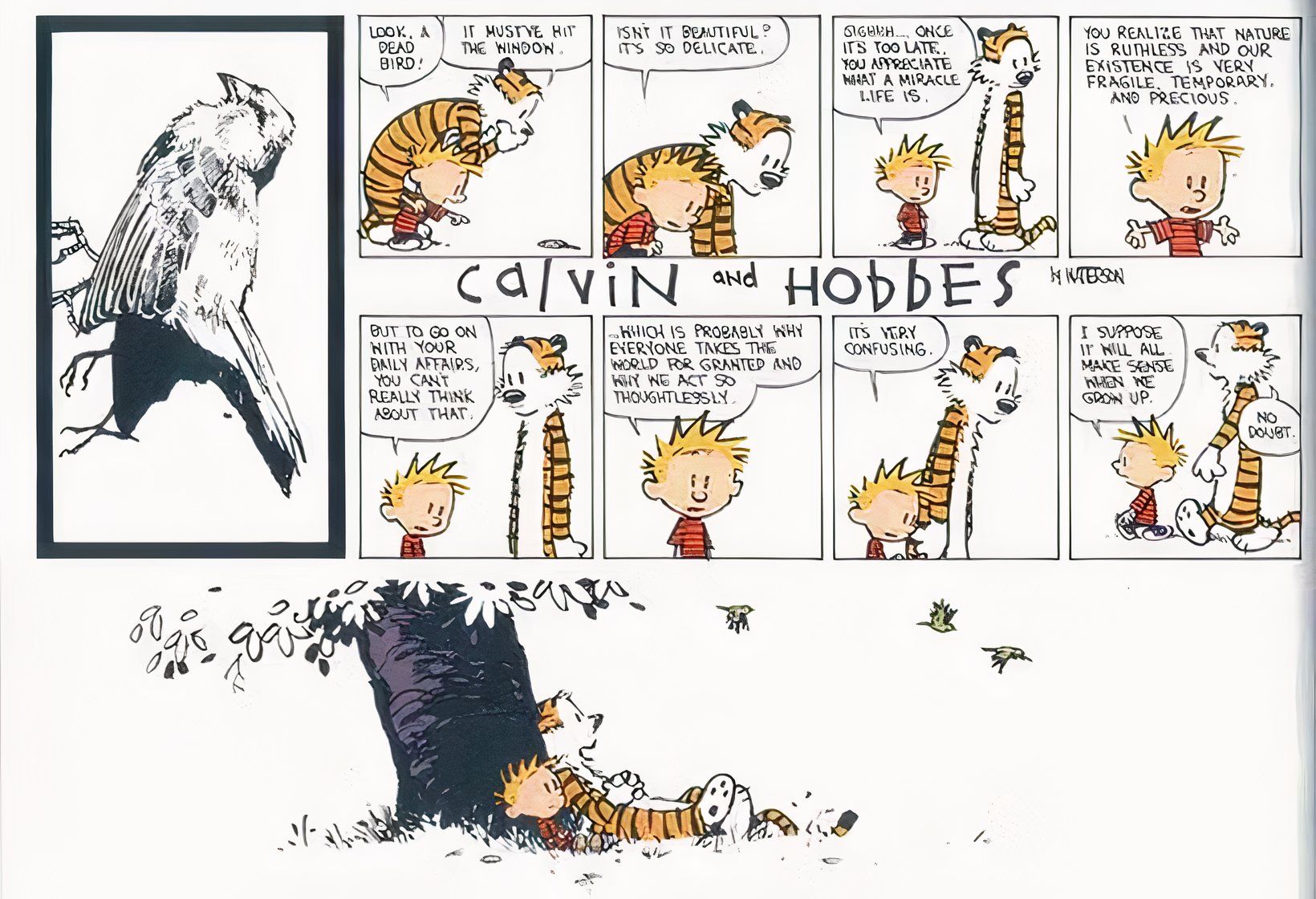 Calvin e Hobbes são levados a refletir sobre a vida pela morte de um pássaro.