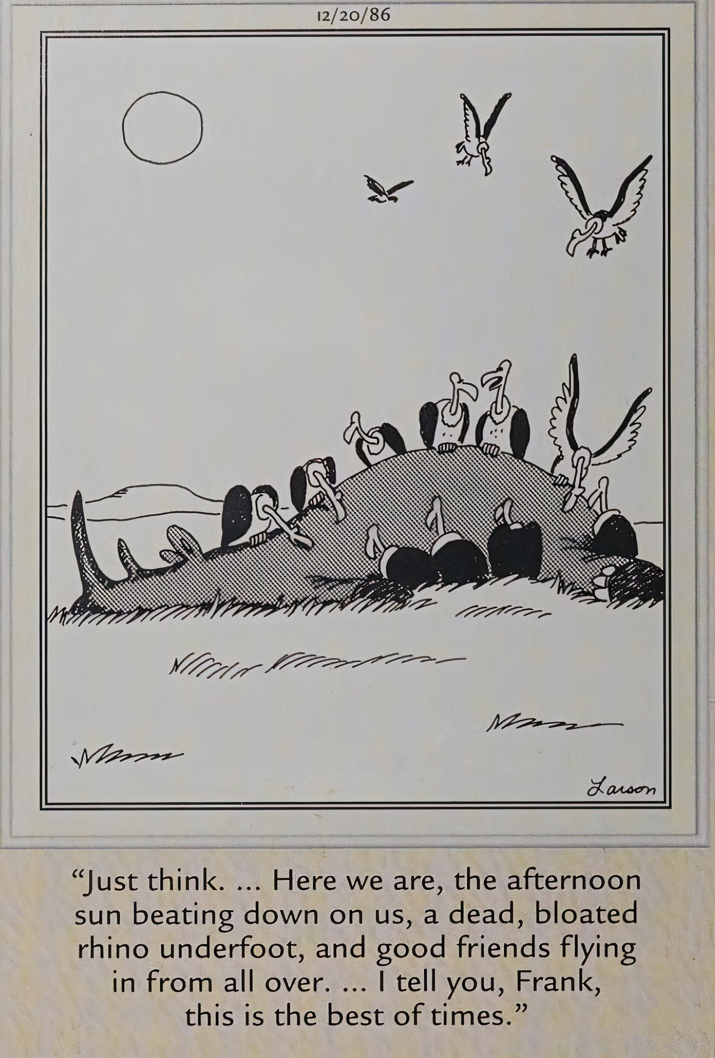 Far Side, the best of times for vultures, as they gathered around the carcass of a rhino