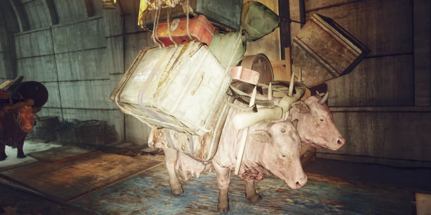 Travelling Brahmin carrying cargo in Fallout 76.
