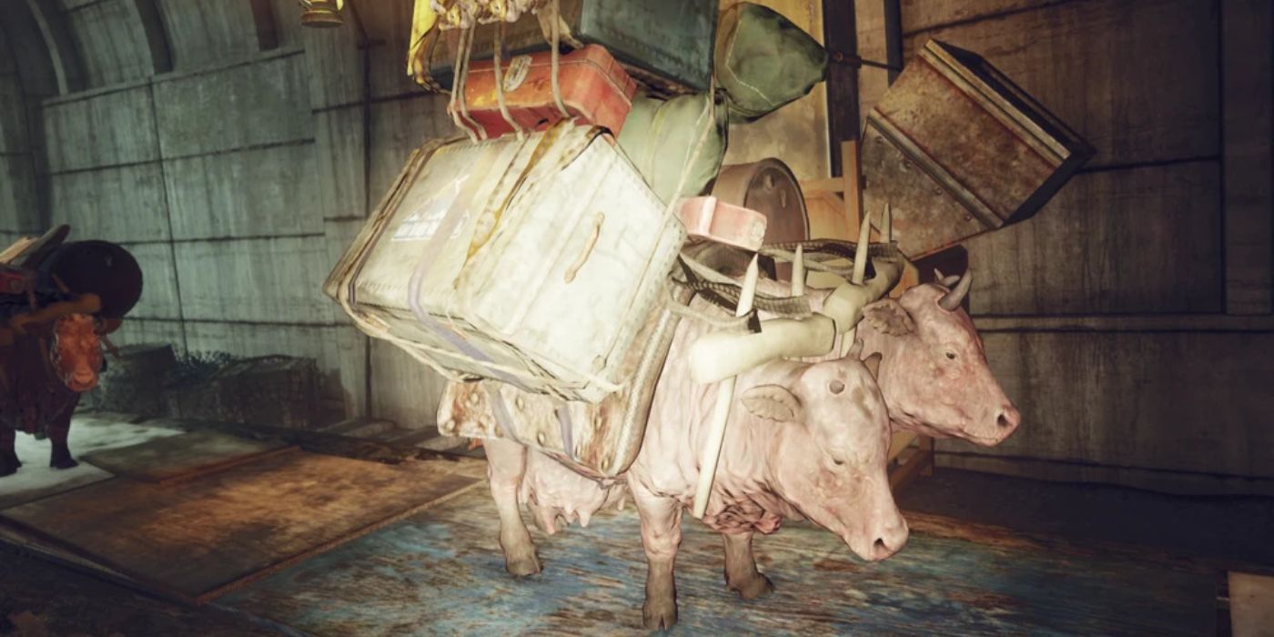 Where To Find Brahmin In Fallout 76 (All Locations)